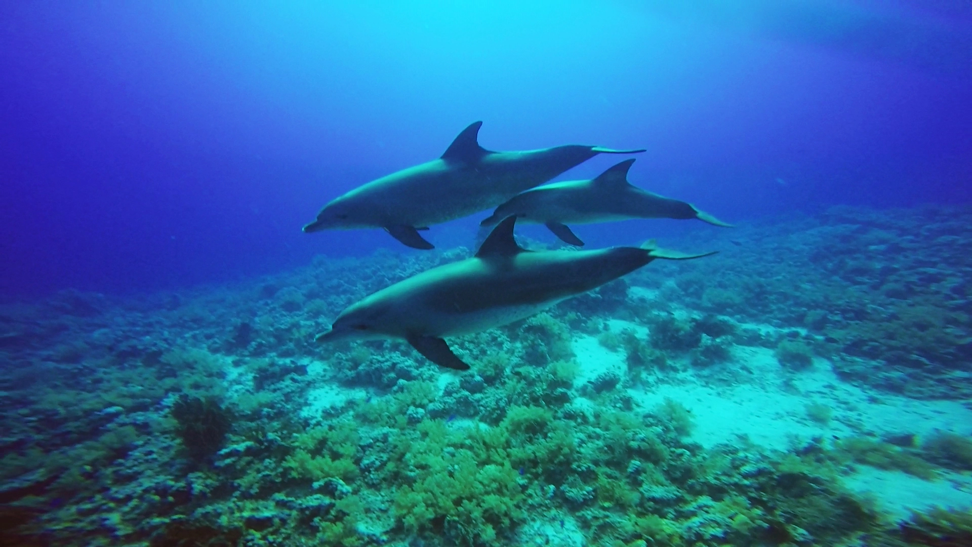 dolphin family