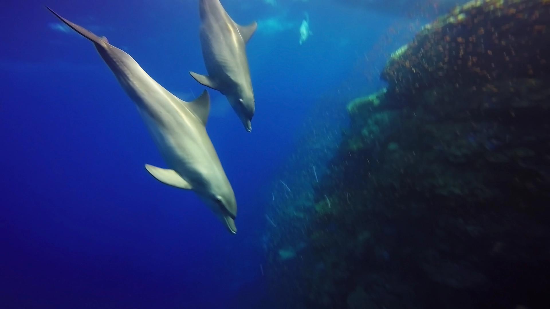 dolphin dive